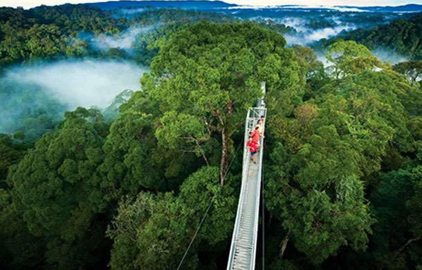 Canopy walk at The Ulu Temburong National Park. Image courtesy of Brunei Tourism.