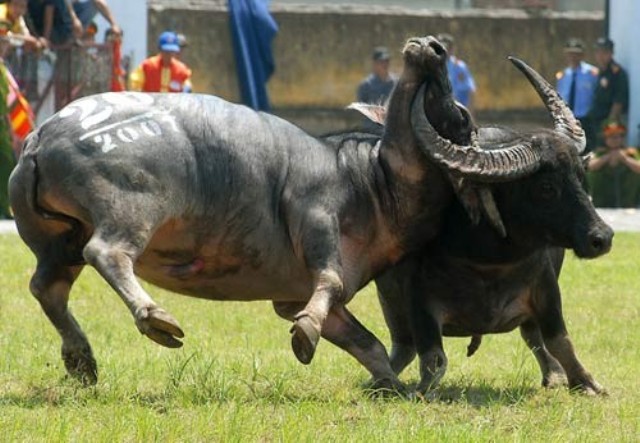 Viet Nam Buffalo fighting