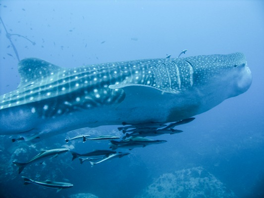 Whale shark in Donsol. Image courtesy of Schützenhofer Christoph/Creative Commons