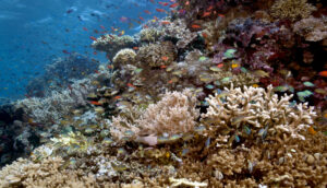 Coral reefs off the coasts of Indonesia that are the subject of Plataran’s conservation efforts 